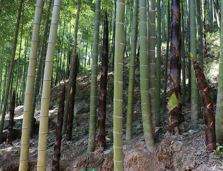 安吉深溪竹山泉