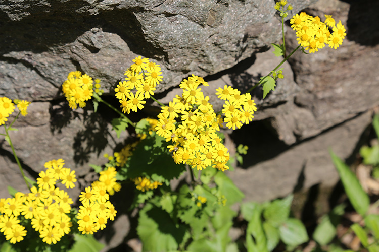 安吉深溪竹山泉