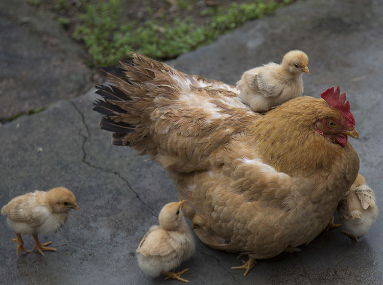安吉深溪竹山泉