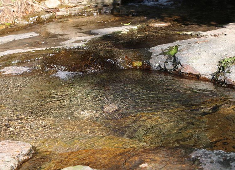 安吉深溪竹山泉