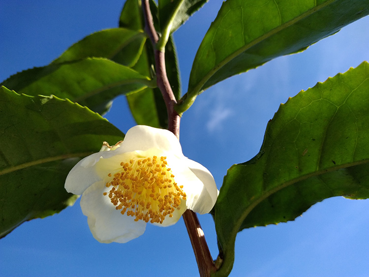 安吉深溪竹山泉