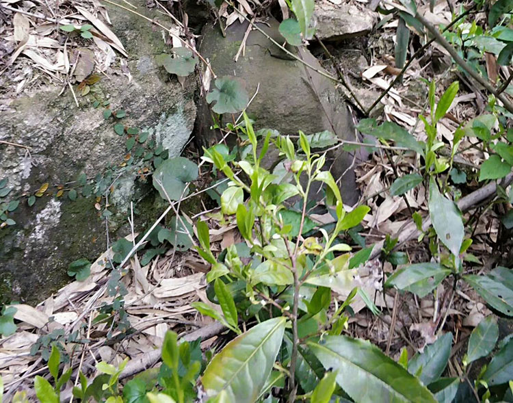 安吉深溪竹山泉