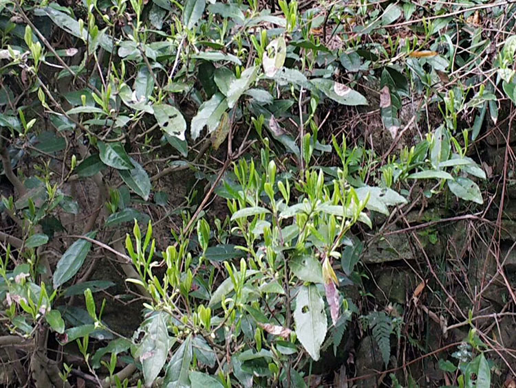 安吉深溪竹山泉