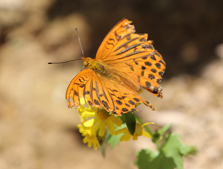 安吉深溪竹山泉
